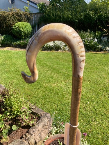 Herdwick rams horn - horn, crook