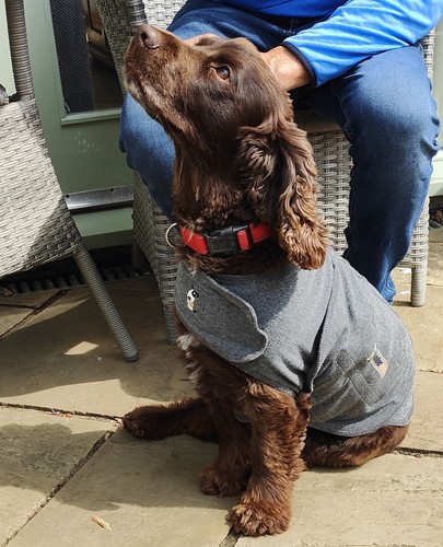 Thunder shirt dog - shirt,