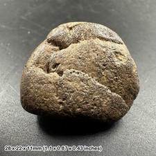 Ichthyosaur Coprolite Fossil with Fish Bone Inclusions Jurassic Coast Charmouth