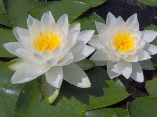 Alba native water lily - native,