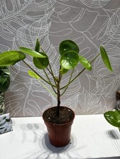 Chinese Money Plant