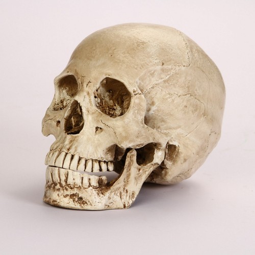 Lifesize realistic human skull - lifesize,