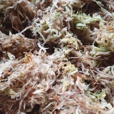 Sphagnum Moss for Reptiles
