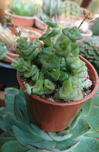 Crassula hottentot string of - string,