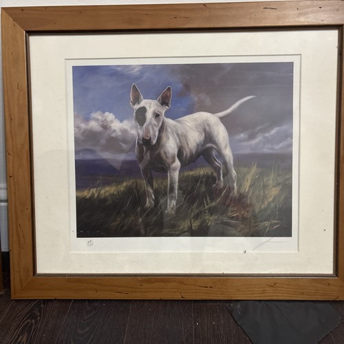 English bull terrier pictures - english,