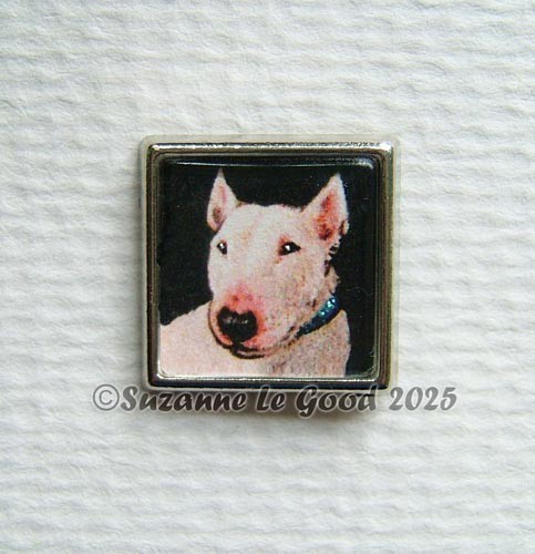 English bull terrier - bull, dog