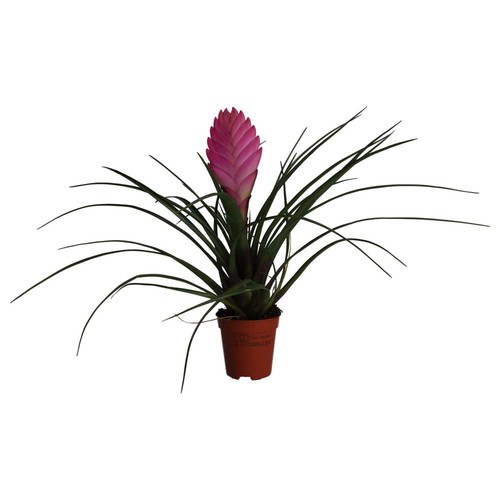 Pink quill bromeliad - pink, |