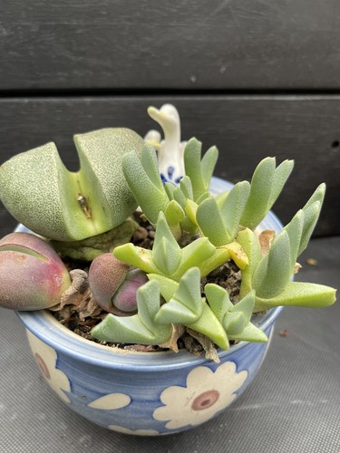 South african succulent split - south,