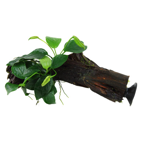 Anubias barteri nana decor - barteri,