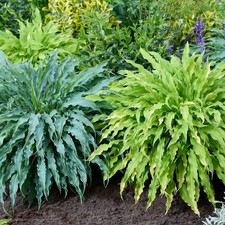 Hosta Collection Set of 2 Established Plants in 12cm Pots
