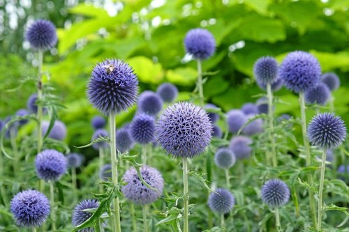 Globe thistle blue echinops - globe,