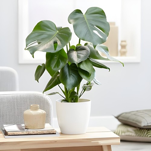 Monstera cheese plant around - plant,