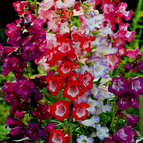 Plug plants penstemon - 10,