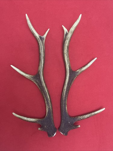 Pair red deer - pair, of