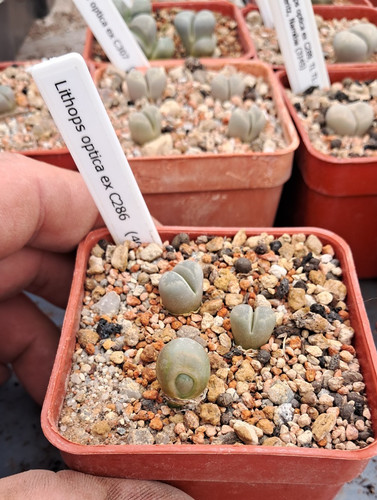 Lithops optica c286 - lithops,