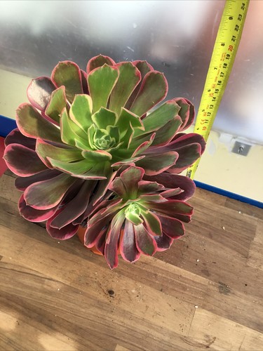 Aeonium canary large strong - aeonium,