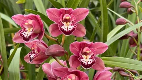 Cymbidium valley regent x - cymbidium,