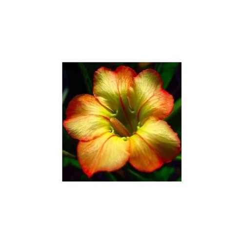 Honey germinated desert - germinated,