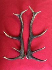 PAIR OF RED DEER ANTLERS 826g
