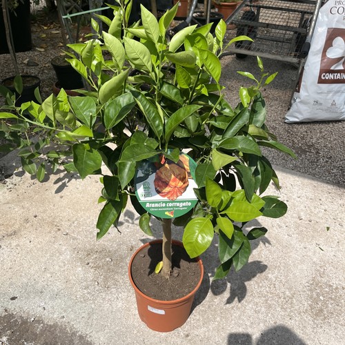 Citrus orange corrugato - citrus,