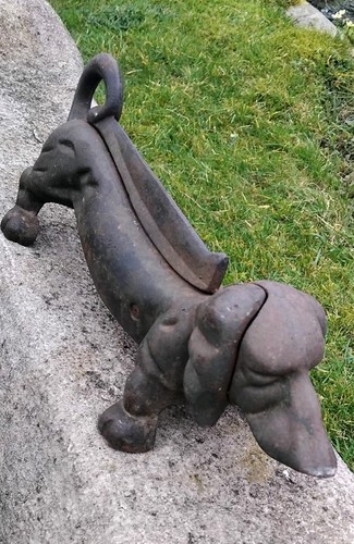 Dachshund sausage dog - dachshund,