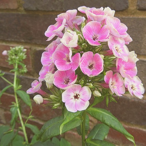 Phlox orchid green yellow - 2x,