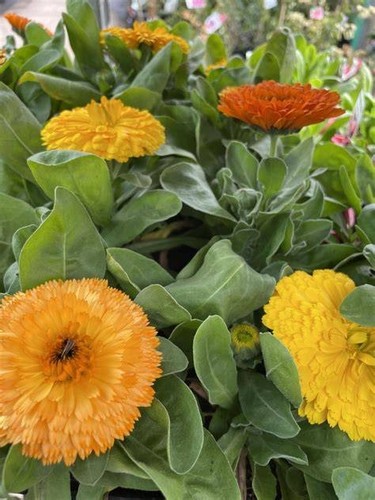 Calendula old english pot