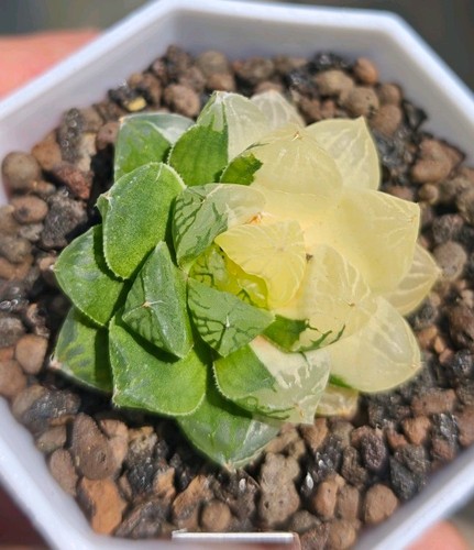 Haworthia cooperi suzhou - cooperi, sp