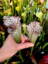 Sarracenia Leucophylla Bocaza
