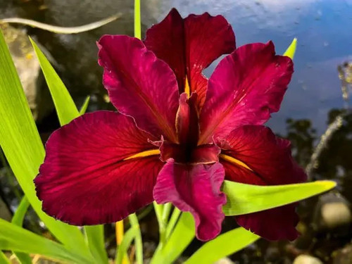 Iris lousiana red - red,