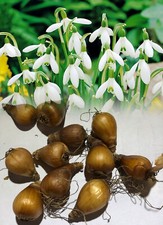 IN STOCK. 1-1000 SINGLE SNOWDROPS (GALANTHUS NIVALIS) BULBS SPRING PERENNIAL