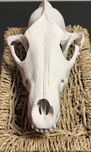 Wolf skull replica - ,