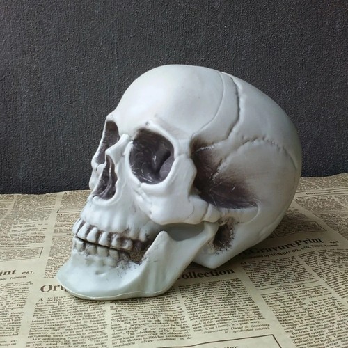 Skull decoration realistic - -,