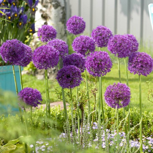 Allium purple sensation x50 - allium, 'purple