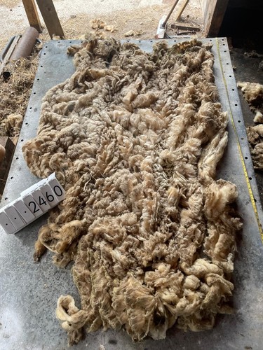 Norfolk horn raw unwashed - norfolk,
