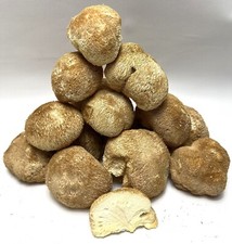 DRIED WHOLE LIONS MAIN