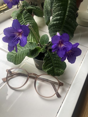 Streptocarpus plant tanya - streptocarpus,