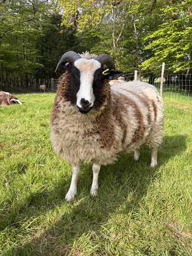 Jacob ewe lamb - jacob,