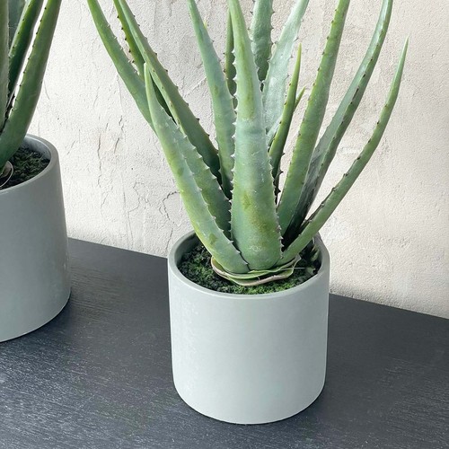 Indoor aloe vera - aloe,