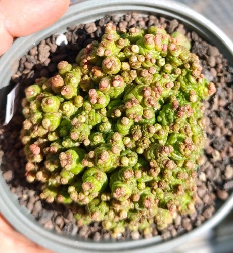 Mammillaria bocasana fred - mammillaria,