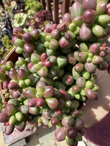 Crassula elegans succulent - crassula,