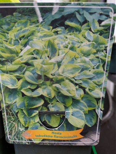 Hosta tokudama - hosta,