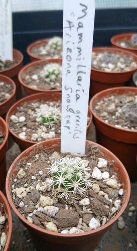Mammillaria gracilis arizona - gracilis, 'arizona