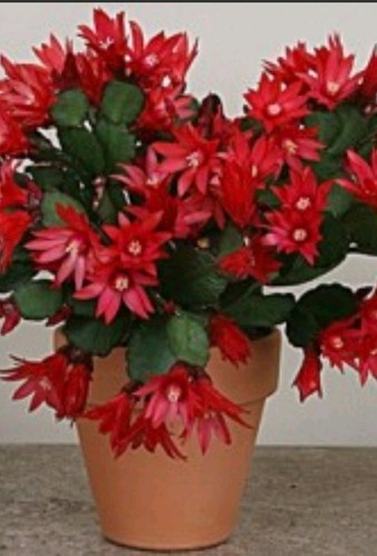 Red hatiora gaertneri - red,