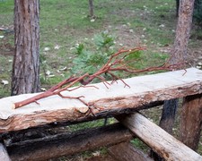Manzanita Thin Branch for