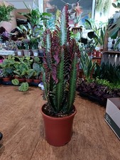 Euphorbia Eritrea | 21 Cm Pot