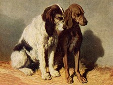 ITALIAN SPINONE AND SEGUGIO