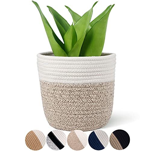 Cotton rope plant - ,