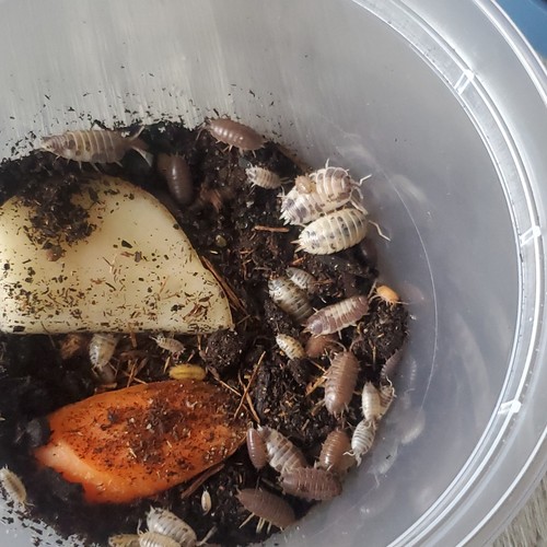 Live isopods assorted - 50+,