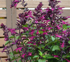 Salvia Love and wishes 1 x 1 litre pot perennial  flowering plant